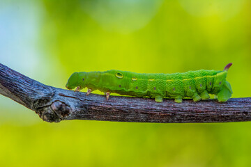 Close up beautiful caterpillar of butterfly  