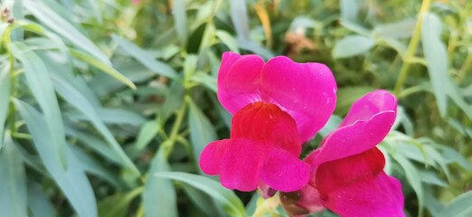 purple and yellow flowers