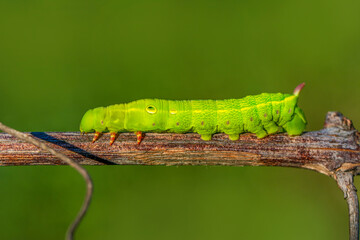 Close up beautiful caterpillar of butterfly  