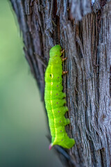 Close up beautiful caterpillar of butterfly  