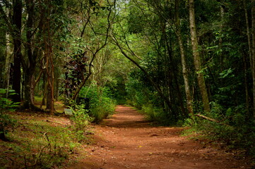 Forest at Rio Grande do Sul