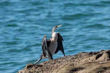 Australian Darter drying wings after diving for fish