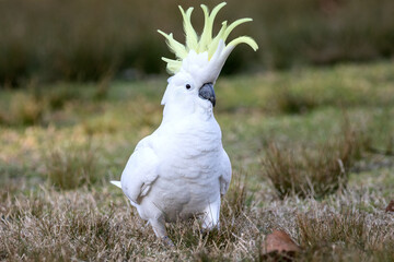 Sulphur-crested Cockatoo with crest erect