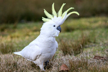 Sulphur-crested Cockatoo with crest erect