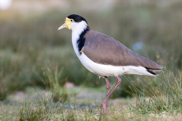 Masked Lapwing standing on one leg