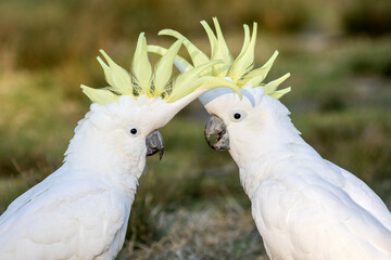 Sulphur-crested Cockatoo's with crests erect