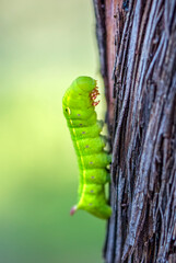 Close up beautiful caterpillar of butterfly  