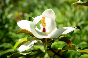 Fototapeta na wymiar Edith Bogue Southern Magnolia (side view)