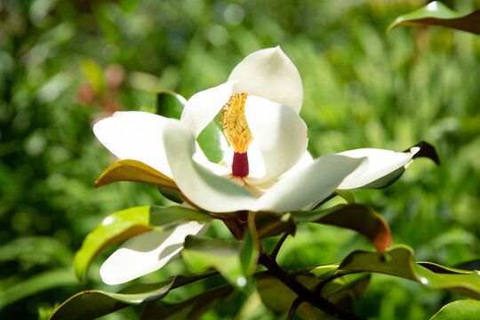 Edith Bogue Southern Magnolia (side view)