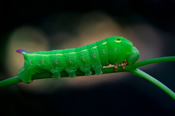 Close up beautiful caterpillar of butterfly  