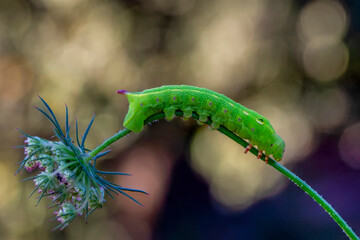 Close up beautiful caterpillar of butterfly  