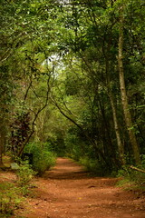Aroverizinha's forest (RS, Brazil)