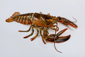 Ocean lobster isolated on white background.