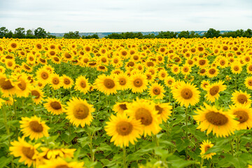 Fototapeta premium Sunflower field with cloudy blue sky