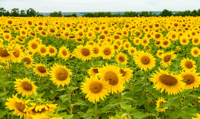 Obraz premium Sunflower field with cloudy blue sky