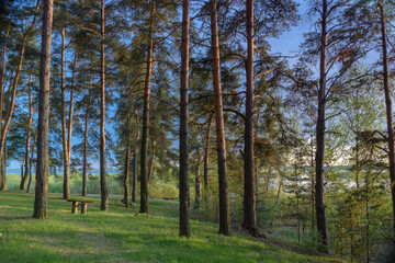 bench for relaxation in a pine forest on the bank of the river in a picturesque place 