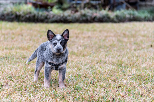 4 month old australian shops cattle dog