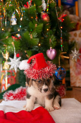 Fototapeta na wymiar Funny puppy in a Christmas cap under the Christmas tree, a gift for the new year, Christmas. Welsh Corgi Pembroke.