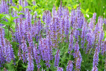 Purple Salvia flowers on the flowerbed, macro photo, selective focus, blurred background.