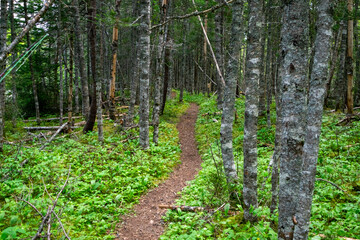 A footpath through a wooded area. The tree trunks are coniferous with ferns all along the forest ground. The hiking path is a natural worn pathway.  The ground is vibrant green with a red trail.  