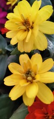 Fototapeta premium yellow flowers in the forest