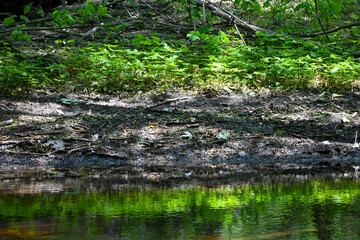 Fototapeta na wymiar Reflection of a green plants and sandy bank in the water below. 