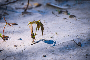 A maple seedling sprouting in caked mud. 