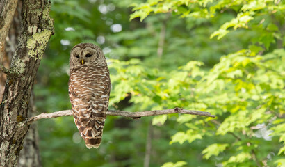 Barred Owl Perched in a Tree