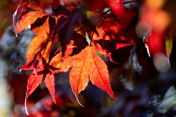 Bright red fall leaves with the sun shining through them. The leaves are from a red maple tree. The large cluster of foliage has different shades of red and pointy ends as the sun rays beam through.  