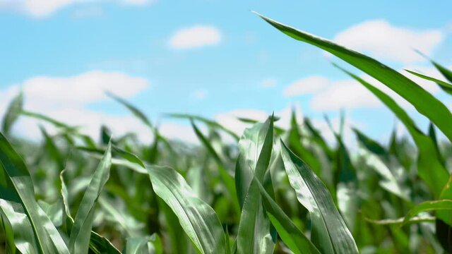 Close up of a corn field blowing in the Virginia wind