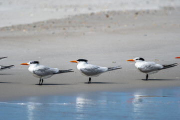 Royal Terns at Attention