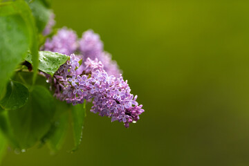 A close up of a common purple color lilac shrub's bloom. It's a deciduous fragrant dainty lavender flower cluster with large green leaves and a shallow depth of field with a green blurred background.