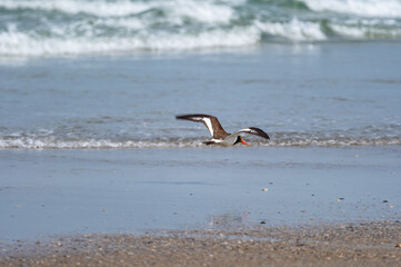 American Oystercatcher Flies over Surf