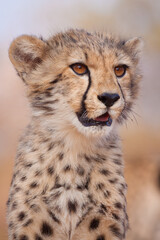 Vertical close up portrait of baby cheetah looking alert in Kruger National Park South Africa