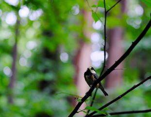 枝にとまる小鳥