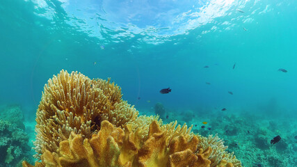 Beautiful underwater world with coral reef and tropical fishes. Panglao, Bohol, Philippines. Travel vacation concept