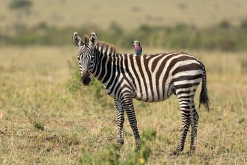 Fototapeta na wymiar Baby zebra with lilac breasted roller on its back in Masai Mara Kenya
