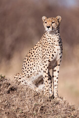 Vertical portrait of a cheetah sitting on a termite mound in Masai Mara Kenya