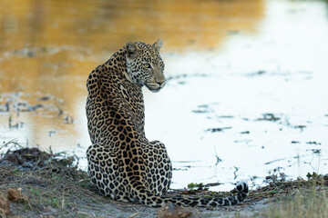 Adult leopard sitting at the edge of water looking alert in Khwai Okavango Botswana