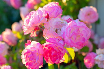 Garden Roses with Pink Petals . Vibrant Cultivated Flowers