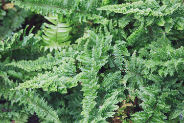 green fern leaves