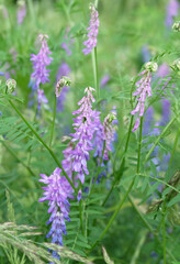 Forest plant bird vech, wild vetch (Vicia cracca) in the grass in summer