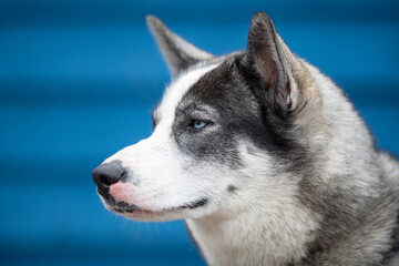 A close up of pure breed Siberian husky with a deep blue background.  The dog has a white, grey and black fur. It's ears are pointy and the animal is staring forward with ice blue eyes.