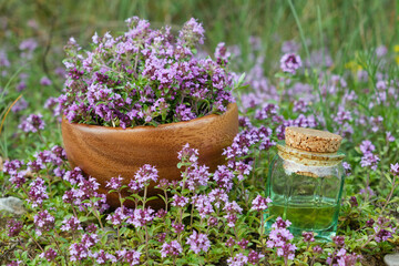 Bottle of thyme essential oil and wooden mortar filled with thymus serpyllum flowers on meadow outdors. Alternative medicine.