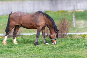 Obraz premium A chestnut brown horse standing and grazing in a green grassy field. The large muscular animal has white hoofs, long black mane and tail. The field has small yellow flowers, shrubs and a wooden fence.
