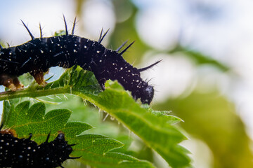 vertical capture of two Peacock Butterfly Catterpillars eating nettle leaf from both sides, black and white spotted thorny catterpillars closeup