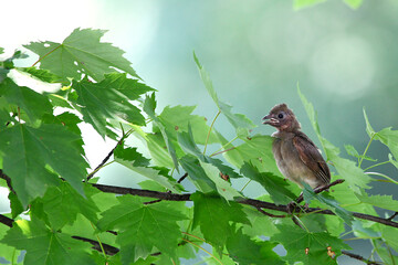 Baby Cardinal on a branch