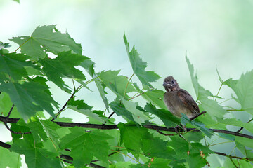 Baby bird on a branch