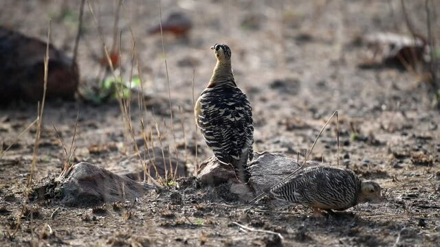Painted sandgrouse male with female