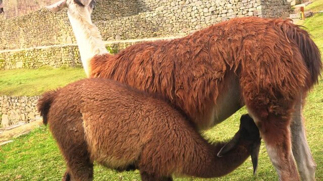 Young Brown Alpaca Suckling Milk From Its Mother - close up